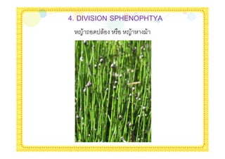 4. DIVISION SPHENOPHTYA
  B& 2 ' &    B&   &
 
