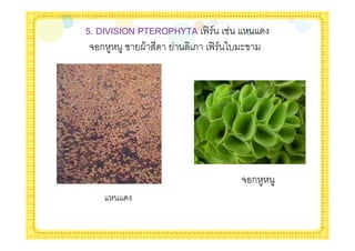 5. DIVISION PTEROPHYTA <= /
 #ก         ?&       > <= / - $




                              #ก
 