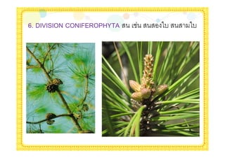6. DIVISION CONIFEROPHYTA   -   -
 