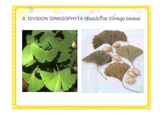 8. DIVISION GINKGOPHYTA   '$กA (Ginkgo biloba)
 