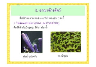 5. ! 4 5(ก$7(9 1
                ! / - '( *<          %
1. <E ( !$0&E!$ (PHYLUM PORIFERA)
    /    '( . + * & ก < %




      <   % ' #ก               <    %2
 