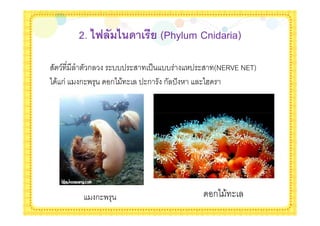 2. <E ( <)' &$ (Phylum Cnidaria)

   /     ก        $--' $ '( --       ' $ (NERVE NET)
* &ก   ก$. +       ก* & $ '$ก ก 'X     $*@




               ก$. +                      ก* & $
 