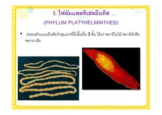 3. <E ( : 0&d 0) 07
        (PHYLUM PLATYHELMINTHES)
•       - '(   /ก +   ก   %   3 % * & ก . , -* & . ,
    .
 