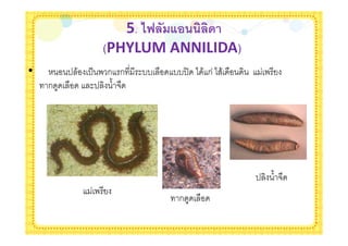 5. <E ( :!))0 0'
                 (PHYLUM ANNILIDA)
•       ' & '( . ก ก   $--   --'= * & ก * &       .
    ก       $' % #




                                              '       %#
             .
                              ก
 