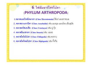 6. <E ( ! $1B $B#'
         (PHYLUM ARTHROPODA)
1    7& !B$7B9 9 (Class Merostomata) * & ก        $
2.   7! :$ก)0' (Class Arachnida)         +   'Z       )- +
3.   7 $(7&9& (Class Crustacea) ' ก+&
4.   7!0)&>ก9 (Class Insecta)
5.   7< B B#' (Class Chilopoda)   $ -
6.   7<'B B#' (Class Diplopoda) ก% ก
 
