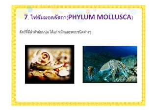 7. <E ( ! (7ก (PHYLUM MOLLUSCA)
/     + * &ก   "ก $
 