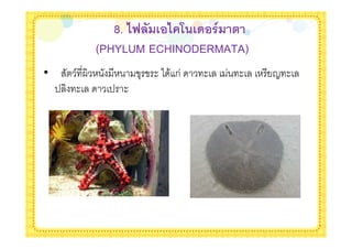 8. <E ( &!< B)&'!$1 9
              (PHYLUM ECHINODERMATA)
•       / ?           + $* & ก   $   $   B $
    '   $       ' $
 