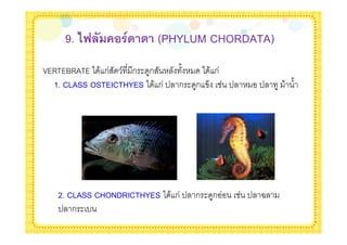 9. <E ( !$1' 9 (PHYLUM CHORDATA)
VERTEBRATE * & ก / ก $ ก        %   * &ก
  1. CLASS OSTEICTHYES * & ก ' ก $ ก )   '    '    & %




   2. CLASS CHONDRICTHYES * & ก ' ก $ ก      ' 5
   ' ก $-
 