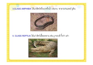 3.CLASS AMPHIBIA * & ก   / " -ก " %   ก- !         /




4. CLASS REPTLIA * & ก   / %          # $ & ก% ก
 