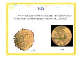 < $(7
            --'          ก68$* '( ! / *    +& ! / $
4. 4 . !"   4   &      ' $ก - & DNA RNA 4'     +&




               x1500                     x8500
 