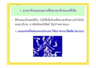 1. ! 4 5(ก$ !&)!$ $!! 4 5(ก$:2 &$

-     ก68$ '( ! /     *        +&           &    ' *     )
    .- +ก- 8 -            4 <= /    '      --
    1. :22: ; $! ;!) $ #$%2!ก <'=:ก;    ก2 >0 (7 (Bacillus)
 