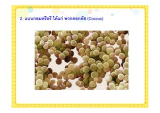 2. :22ก   $!$ <'=:ก;   ก !ก (7 (Coccus)
 