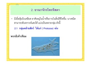 2. ! 4 5(ก$B $ 079
-         +&                  %     >               -
          2     $ /    * & - '(         ก +     %
    2.1 ก .;   = 7(9 1 <'=:ก; ( Protozoa) )62

    ก & =&
 