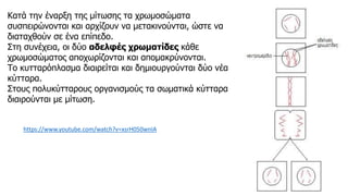 Κατά την έναρξη της μίτωσης τα χρωμοσώματα
συσπειρώνονται και αρχίζουν να μετακινούνται, ώστε να
διαταχθούν σε ένα επίπεδο.
Στη συνέχεια, οι δύο αδελφές χρωματίδες κάθε
χρωμοσώματος αποχωρίζονται και απομακρύνονται.
Το κυτταρόπλασμα διαιρείται και δημιουργούνται δύο νέα
κύτταρα.
Στους πολυκύτταρους οργανισμούς τα σωματικά κύτταρα
διαιρούνται με μίτωση.
https://www.youtube.com/watch?v=xsrH050wnIA
 