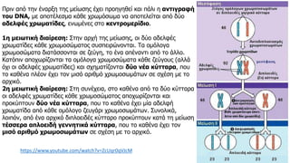Πριν από την έναρξη της μείωσης έχει προηγηθεί και πάλι η αντιγραφή
του DNA, με αποτέλεσμα κάθε χρωμόσωμα να αποτελείται από δύο
αδελφές χρωματίδες, ενωμένες στο κεντρομερίδιο.
1η μειωτική διαίρεση: Στην αρχή της μείωσης, οι δύο αδελφές
χρωματίδες κάθε χρωμοσώματος συσπειρώνονται. Τα ομόλογα
χρωμοσώματα διατάσσονται σε ζεύγη, το ένα απέναντι από το άλλο.
Κατόπιν αποχωρίζονται τα ομόλογα χρωμοσώματα κάθε ζεύγους (αλλά
όχι οι αδελφές χρωματίδες) και σχηματίζονται δύο νέα κύτταρα, που
το καθένα πλέον έχει τον μισό αριθμό χρωμοσωμάτων σε σχέση με το
αρχικό.
2η μειωτική διαίρεση: Στη συνέχεια, στο καθένα από τα δύο κύτταρα
οι αδελφές χρωματίδες κάθε χρωμοσώματος αποχωρίζονται και
προκύπτουν δύο νέα κύτταρα, που το καθένα έχει μία αδελφή
χρωματίδα από κάθε ομόλογο ζευγάρι χρωμοσωμάτων. Συνολικά,
λοιπόν, από ένα αρχικό διπλοειδές κύτταρο προκύπτουν κατά τη μείωση
τέσσερα απλοειδή γεννητικά κύτταρα, που το καθένα έχει τον
μισό αριθμό χρωμοσωμάτων σε σχέση με το αρχικό.
https://www.youtube.com/watch?v=ZcUqr0qVJcM
 