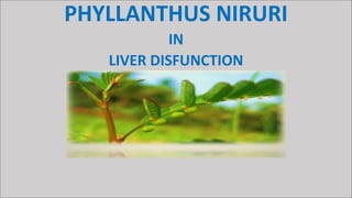 PHYLLANTHUS NIRURI
IN
LIVER DISFUNCTION
 