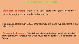 Phyllanthin PHYLLANTHUS NIRURI IN LIVER DISFUNCTION | PPTX