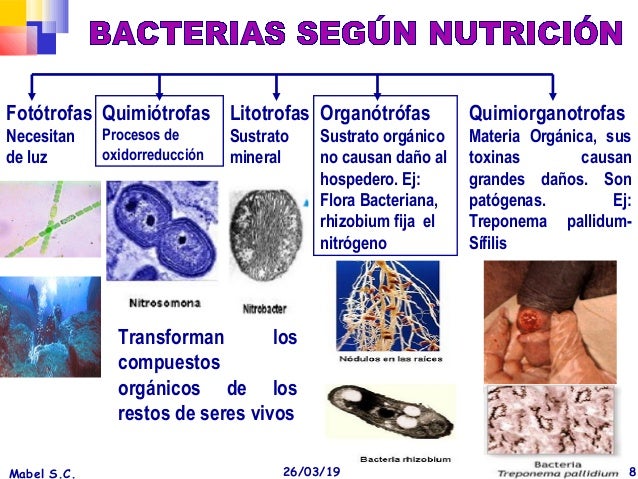 54087 anexo1 bacterias