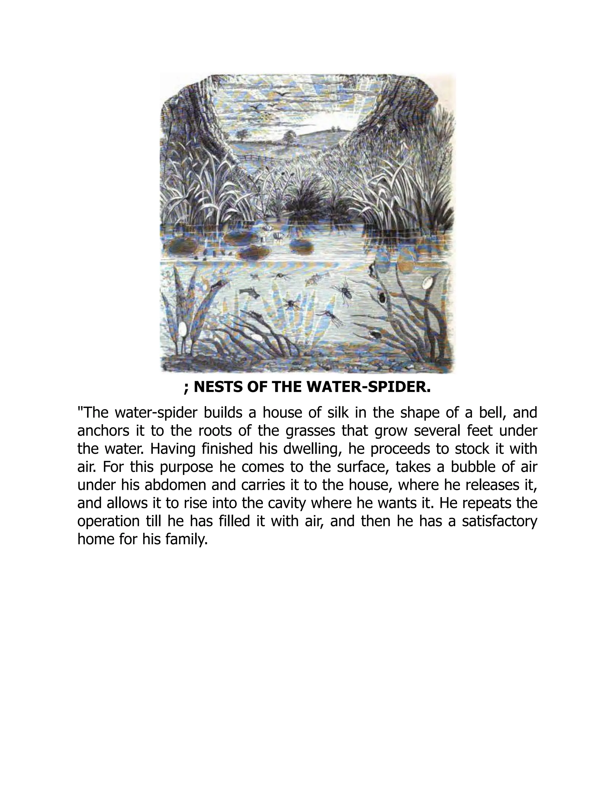 ; NESTS OF THE WATER-SPIDER.
"The water-spider builds a house of silk in the shape of a bell, and
anchors it to the roots of the grasses that grow several feet under
the water. Having finished his dwelling, he proceeds to stock it with
air. For this purpose he comes to the surface, takes a bubble of air
under his abdomen and carries it to the house, where he releases it,
and allows it to rise into the cavity where he wants it. He repeats the
operation till he has filled it with air, and then he has a satisfactory
home for his family.
 