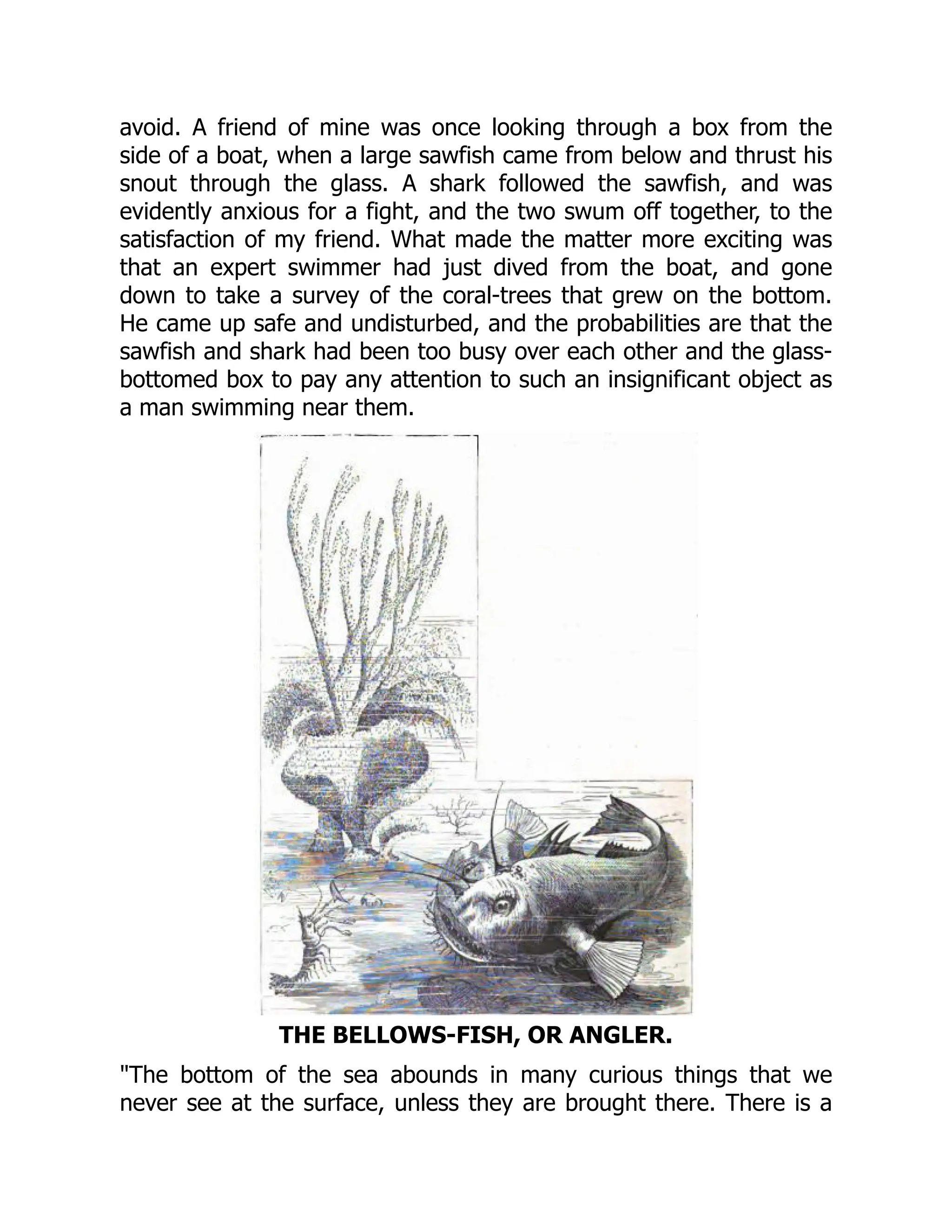 avoid. A friend of mine was once looking through a box from the
side of a boat, when a large sawfish came from below and thrust his
snout through the glass. A shark followed the sawfish, and was
evidently anxious for a fight, and the two swum off together, to the
satisfaction of my friend. What made the matter more exciting was
that an expert swimmer had just dived from the boat, and gone
down to take a survey of the coral-trees that grew on the bottom.
He came up safe and undisturbed, and the probabilities are that the
sawfish and shark had been too busy over each other and the glass-
bottomed box to pay any attention to such an insignificant object as
a man swimming near them.
THE BELLOWS-FISH, OR ANGLER.
"The bottom of the sea abounds in many curious things that we
never see at the surface, unless they are brought there. There is a
 