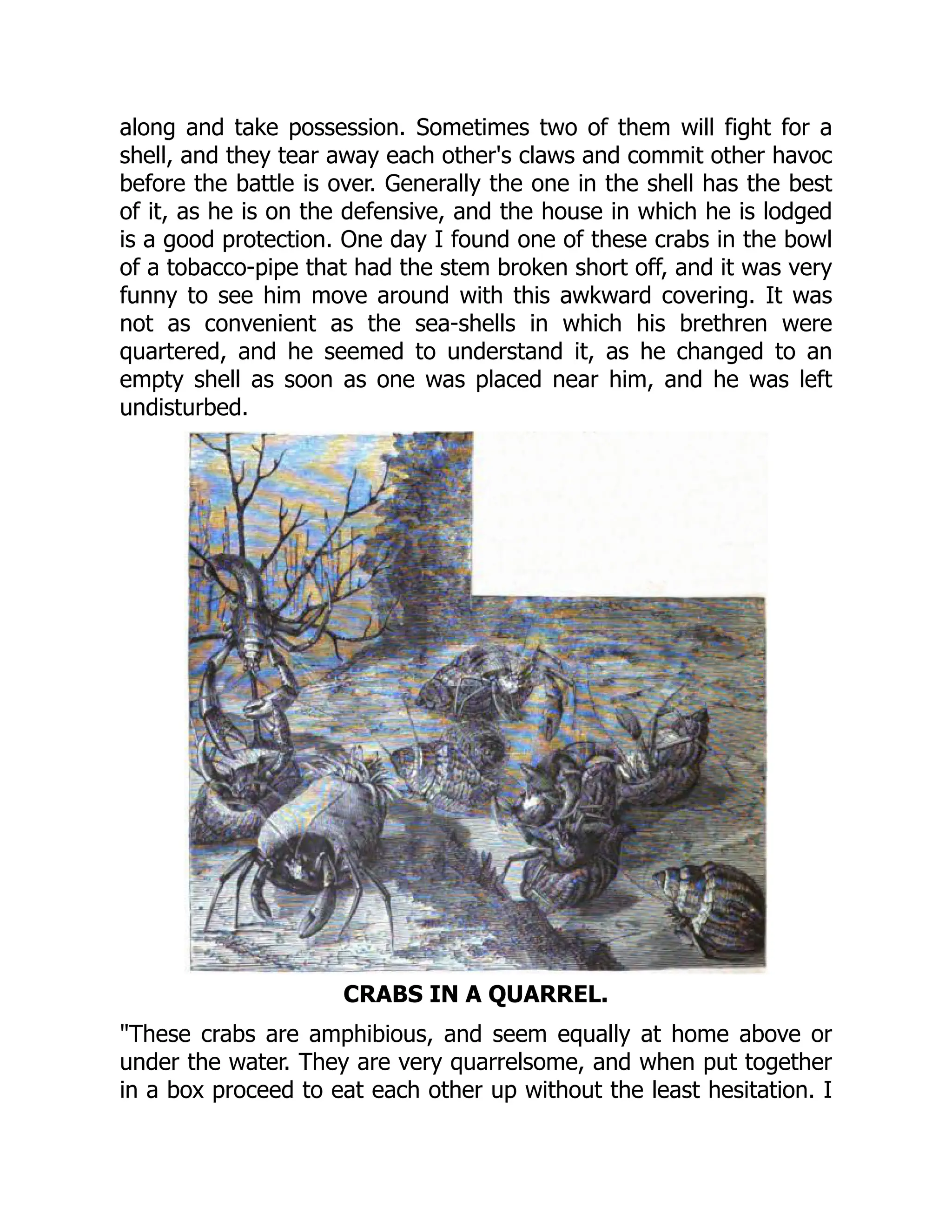 along and take possession. Sometimes two of them will fight for a
shell, and they tear away each other's claws and commit other havoc
before the battle is over. Generally the one in the shell has the best
of it, as he is on the defensive, and the house in which he is lodged
is a good protection. One day I found one of these crabs in the bowl
of a tobacco-pipe that had the stem broken short off, and it was very
funny to see him move around with this awkward covering. It was
not as convenient as the sea-shells in which his brethren were
quartered, and he seemed to understand it, as he changed to an
empty shell as soon as one was placed near him, and he was left
undisturbed.
CRABS IN A QUARREL.
"These crabs are amphibious, and seem equally at home above or
under the water. They are very quarrelsome, and when put together
in a box proceed to eat each other up without the least hesitation. I
 