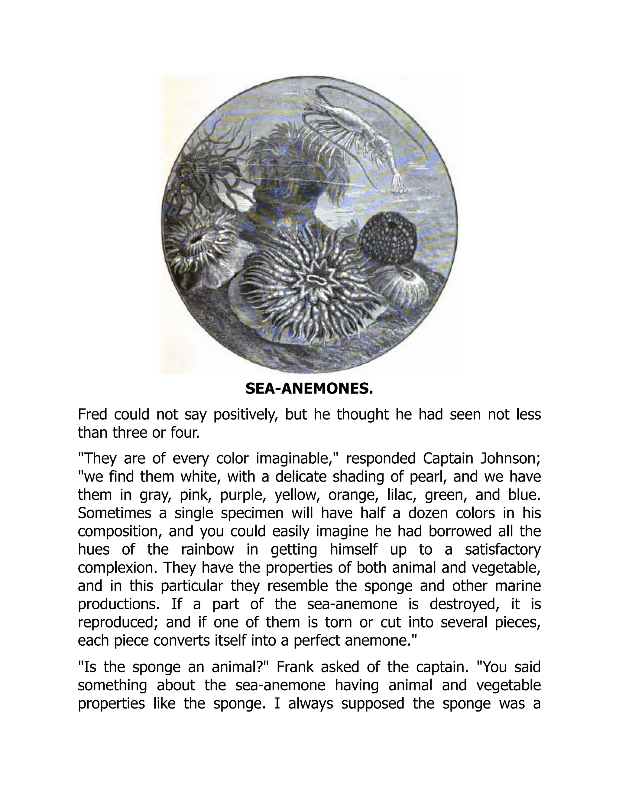 SEA-ANEMONES.
Fred could not say positively, but he thought he had seen not less
than three or four.
"They are of every color imaginable," responded Captain Johnson;
"we find them white, with a delicate shading of pearl, and we have
them in gray, pink, purple, yellow, orange, lilac, green, and blue.
Sometimes a single specimen will have half a dozen colors in his
composition, and you could easily imagine he had borrowed all the
hues of the rainbow in getting himself up to a satisfactory
complexion. They have the properties of both animal and vegetable,
and in this particular they resemble the sponge and other marine
productions. If a part of the sea-anemone is destroyed, it is
reproduced; and if one of them is torn or cut into several pieces,
each piece converts itself into a perfect anemone."
"Is the sponge an animal?" Frank asked of the captain. "You said
something about the sea-anemone having animal and vegetable
properties like the sponge. I always supposed the sponge was a
 