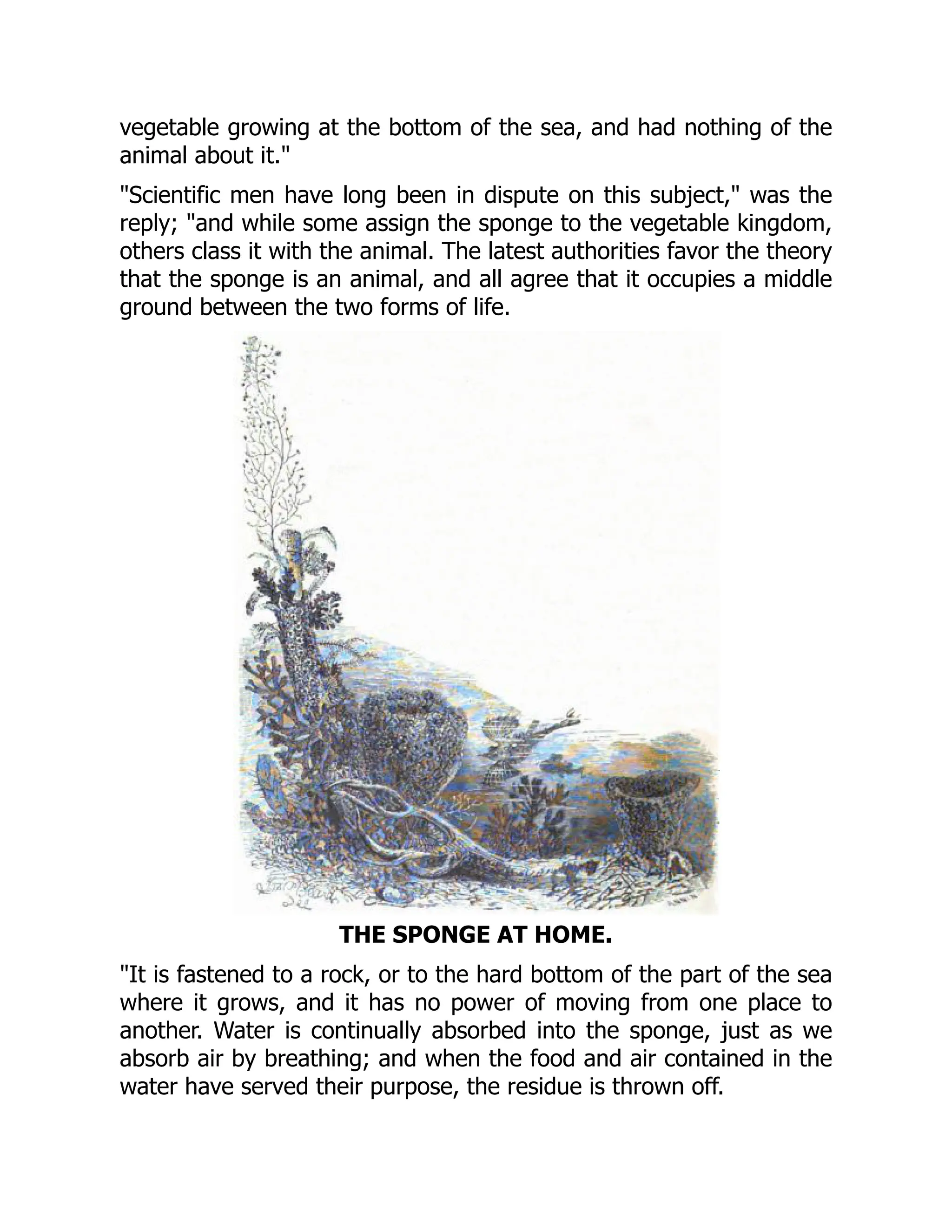 vegetable growing at the bottom of the sea, and had nothing of the
animal about it."
"Scientific men have long been in dispute on this subject," was the
reply; "and while some assign the sponge to the vegetable kingdom,
others class it with the animal. The latest authorities favor the theory
that the sponge is an animal, and all agree that it occupies a middle
ground between the two forms of life.
THE SPONGE AT HOME.
"It is fastened to a rock, or to the hard bottom of the part of the sea
where it grows, and it has no power of moving from one place to
another. Water is continually absorbed into the sponge, just as we
absorb air by breathing; and when the food and air contained in the
water have served their purpose, the residue is thrown off.
 