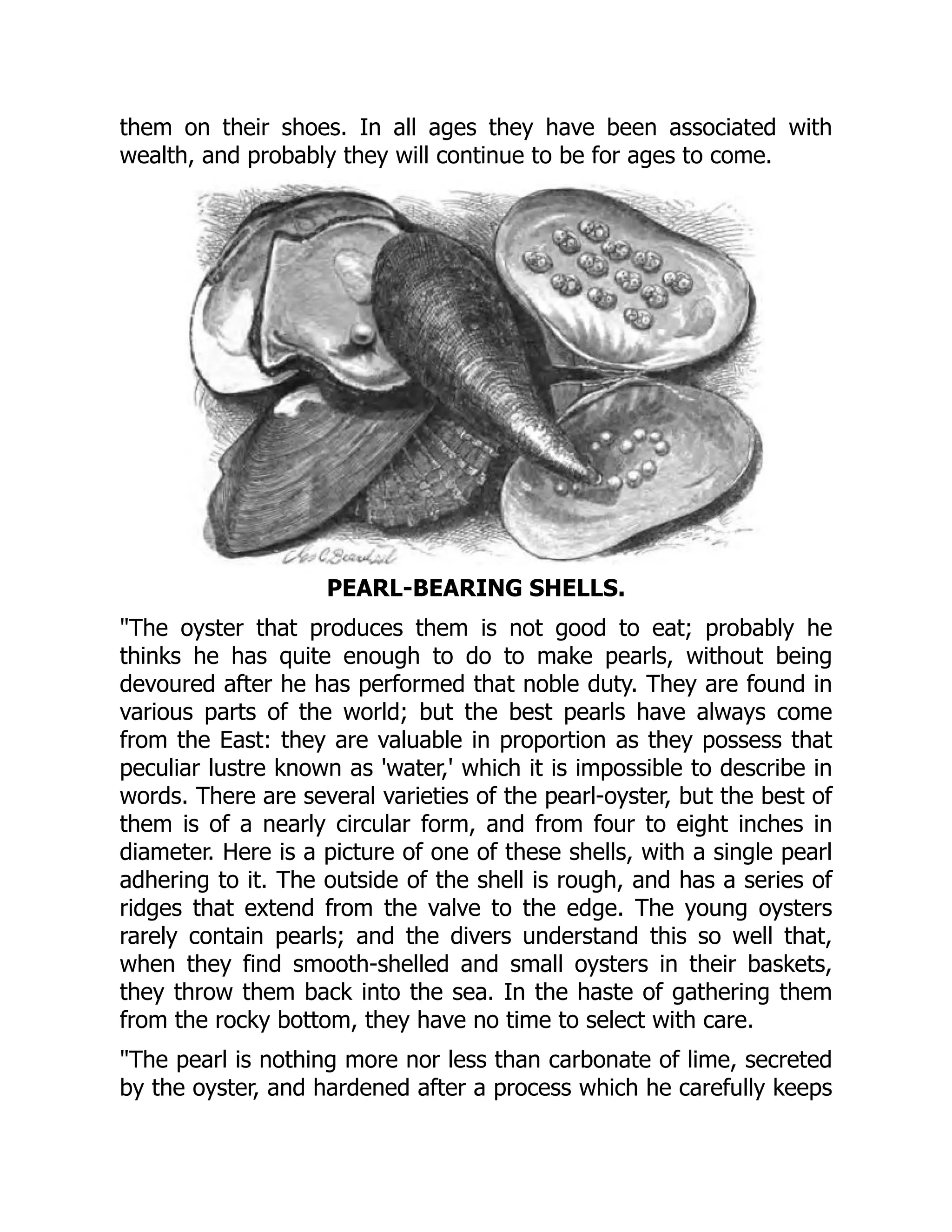 them on their shoes. In all ages they have been associated with
wealth, and probably they will continue to be for ages to come.
PEARL-BEARING SHELLS.
"The oyster that produces them is not good to eat; probably he
thinks he has quite enough to do to make pearls, without being
devoured after he has performed that noble duty. They are found in
various parts of the world; but the best pearls have always come
from the East: they are valuable in proportion as they possess that
peculiar lustre known as 'water,' which it is impossible to describe in
words. There are several varieties of the pearl-oyster, but the best of
them is of a nearly circular form, and from four to eight inches in
diameter. Here is a picture of one of these shells, with a single pearl
adhering to it. The outside of the shell is rough, and has a series of
ridges that extend from the valve to the edge. The young oysters
rarely contain pearls; and the divers understand this so well that,
when they find smooth-shelled and small oysters in their baskets,
they throw them back into the sea. In the haste of gathering them
from the rocky bottom, they have no time to select with care.
"The pearl is nothing more nor less than carbonate of lime, secreted
by the oyster, and hardened after a process which he carefully keeps
 