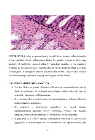 26
NEUTROPHILS they are predominantly the cells found in acute inflammation but
in long standing chronic inflammation, lasting for months, continue to show large
numbers of neutrophils induced either by persistent microbes or by mediators
produced by macrophages and T lymphocytes. In chronic bacterial infection of bone
(osteomyelitis) a neutrophilic exudate can persist for months. They are also found in
the chronic damage induced in lungs by smoking and irritant stimuli.
GRANULOMATOUS INFLAMMATION
This is a distinctive pattern of chronic inflammatory reactions characterized by
focal accumulations of activated macrophages, which often develop an
epithelial - like (epithelioid) appearance.
It is encountered in a limited number of immunologically mediated, infectious
and noninfectious conditions.
- scratch disease,
lymphogranuloma inguinale, leprosy, brucellosis, syphilis, some mycotic
infections, berylliosis and reactions of irritant lipids are also included.
A granuloma is a focus of chronic inflammation consisting of a microscopic
aggregation of macrophages that are transformed into epithelium-like cells
 