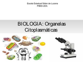 BIOLOGIA: Organelas
Citoplasmáticas
1
Escola Estadual Sólon de Lucena
PIBID-UEA
 