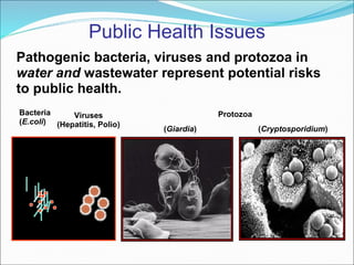 Public Health Issues Pathogenic bacteria, viruses and protozoa in  water and  wastewater represent potential risks to public health. ( Giardia ) ( Cryptosporidium ) Viruses (Hepatitis, Polio) Bacteria ( E.coli ) Protozoa 
