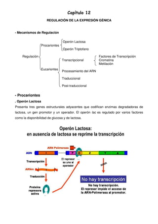 Capítulo 12
REGULACIÓN DE LA EXPRESIÓN GÉNICA

- Mecanismos de Regulación

Procariontes
Regulación

Operón Lactosa
Operón Triptofano
Transcripcional

Eucariontes

Factores de Transcripción
Cromatina
Metilación

Procesamiento del ARN
Traduccional
Post-traduccional

- Procariontes
. Operón Lactosa
Presenta tres genes estructurales adyacentes que codifican enzimas degradadoras de
lactosa, un gen promotor y un operador. El operón lac es regulado por varios factores
como la disponibilidad de glucosa y de lactosa.

 