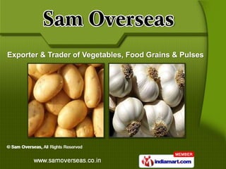 Exporter & Trader of Vegetables, Food Grains & Pulses
 