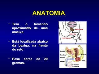ANATOMIA  Tem o tamanho aproximado de uma ameixa Está localizada abaixo da bexiga, na frente do reto Pesa cerca de 20 gramas. 
