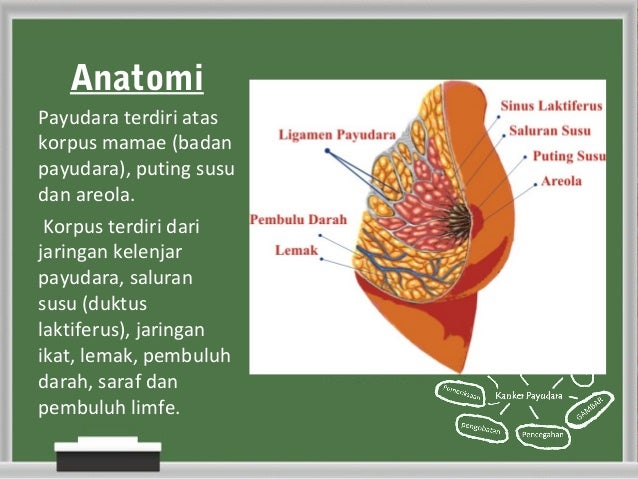 54586525 kanker-payudara-3