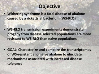 Objective
• Withering syndrome is a fatal disease of abalone
  caused by a rickettsial bacterium (WS-RLO)

• WS-RLO transmission experiments demonstrate
  progeny from disease selected populations are more
  resistant to WS-RLO than naïve populations

• GOAL: Characterize and compare the transcriptomes
  of WS-resistant and naïve abalone to elucidate
  mechanisms associated with increased disease
  tolerance
 
