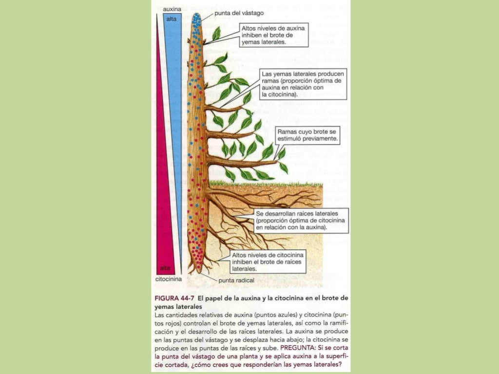 Factores de crecimiento de las plantas