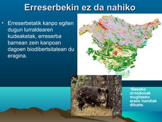 Erreserbekin ez da nahikoErreserbekin ez da nahiko
• Erreserbetatik kanpo egiten
dugun lurraldearen
kudeaketak, erreserba
barnean zein kanpoan
dagoen biodibertsitatean du
eragina.
•Basoko
ornodunak
mugitzeko
arazo handiak
dituzte.
 