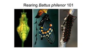 Rearing Battus philenor 101
 