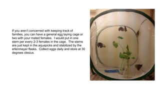 Butterfly Raking System Butterfly rearing 101 | PDF