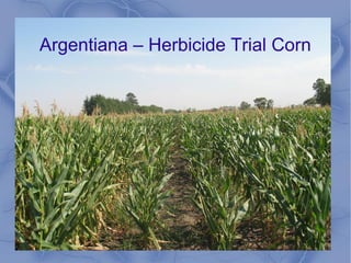 Argentiana – Herbicide Trial Corn
 