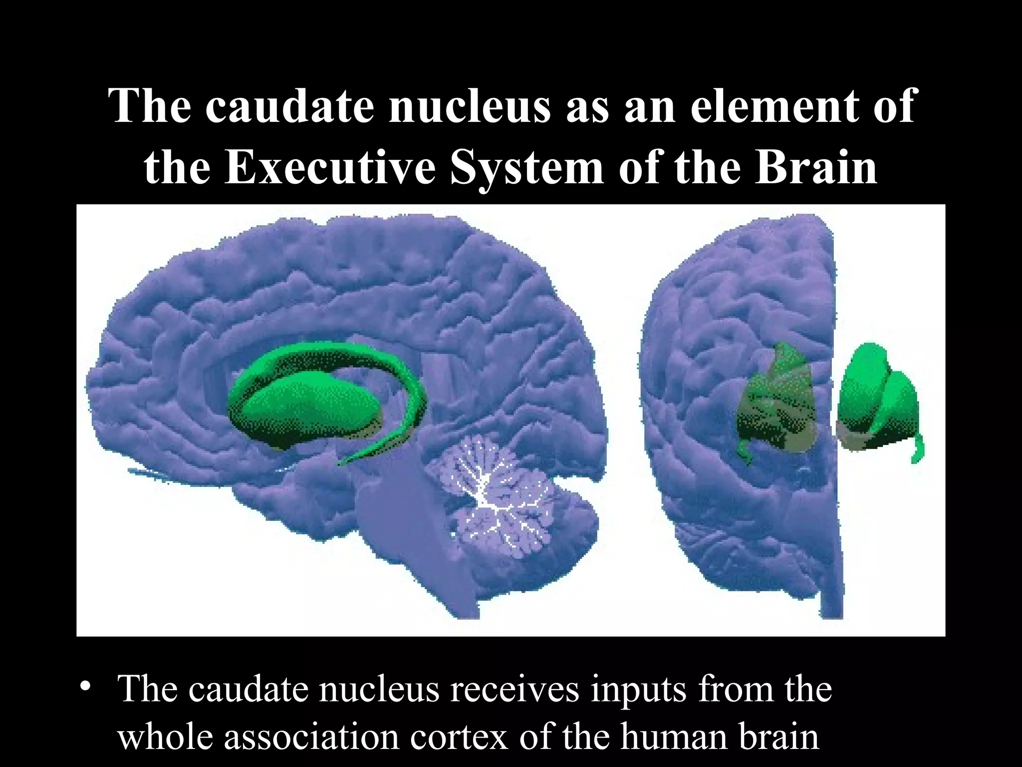 The caudate nucleus as an element of the Executive System of the Brain • The caudate nucleus receives inputs from the whole association cortex of the human brain 