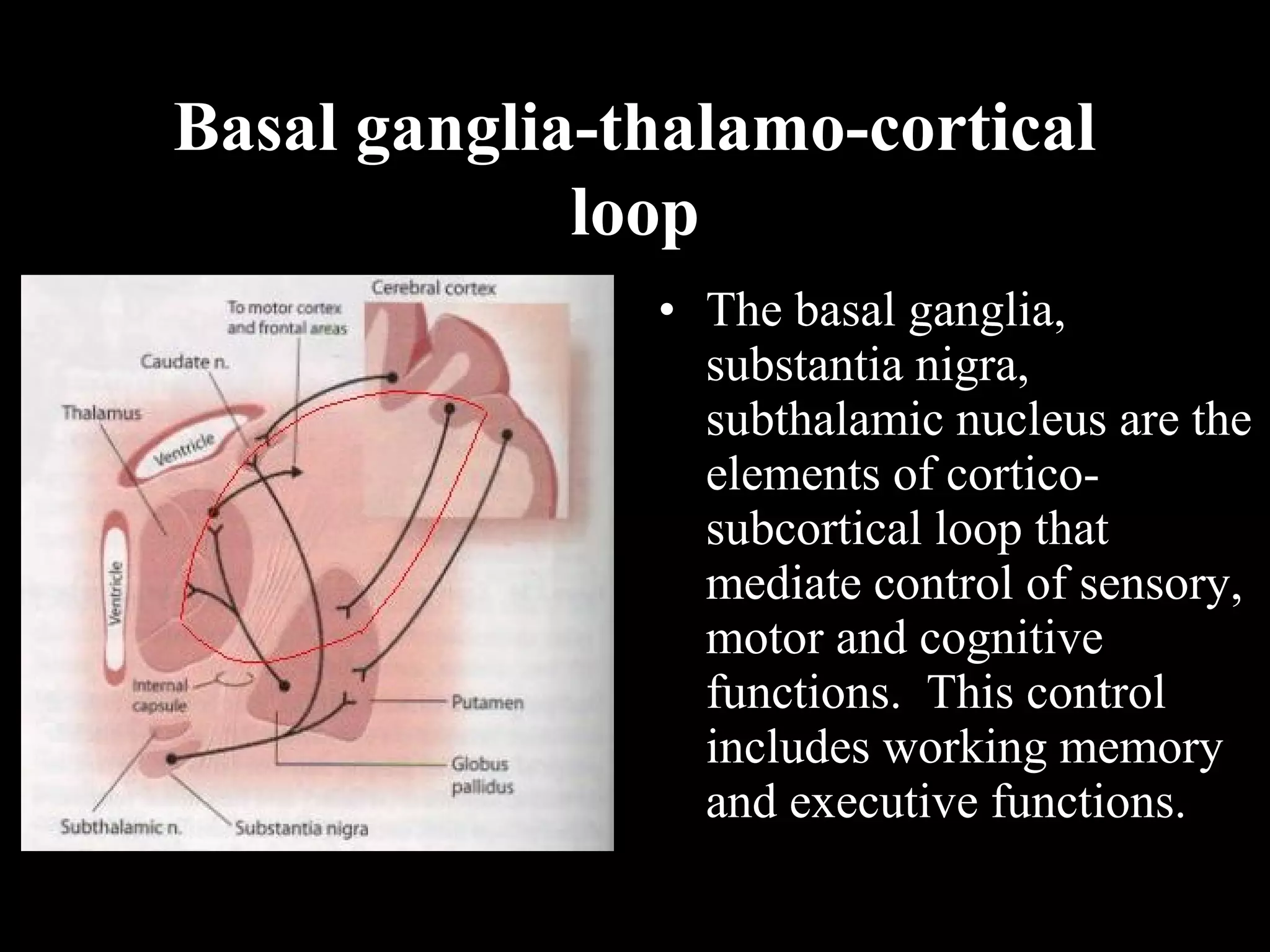 Basal ganglia-thalamo-cortical loop • The basal ganglia, substantia nigra, subthalamic nucleus are the elements of cortico- subcortical loop that mediate control of sensory, motor and cognitive functions. This control includes working memory and executive functions. 
