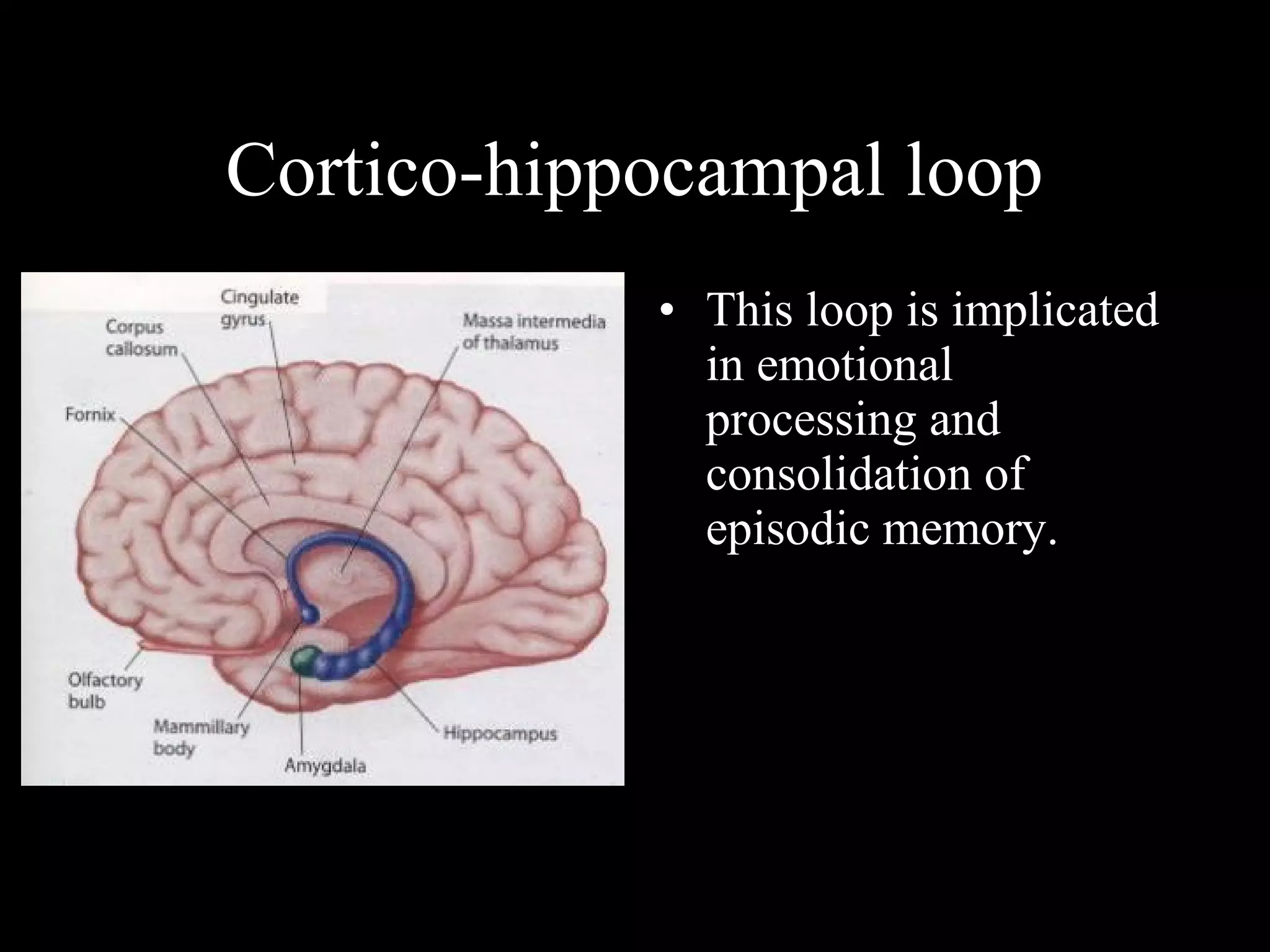 Cortico-hippocampal loop • This loop is implicated in emotional processing and consolidation of episodic memory. 