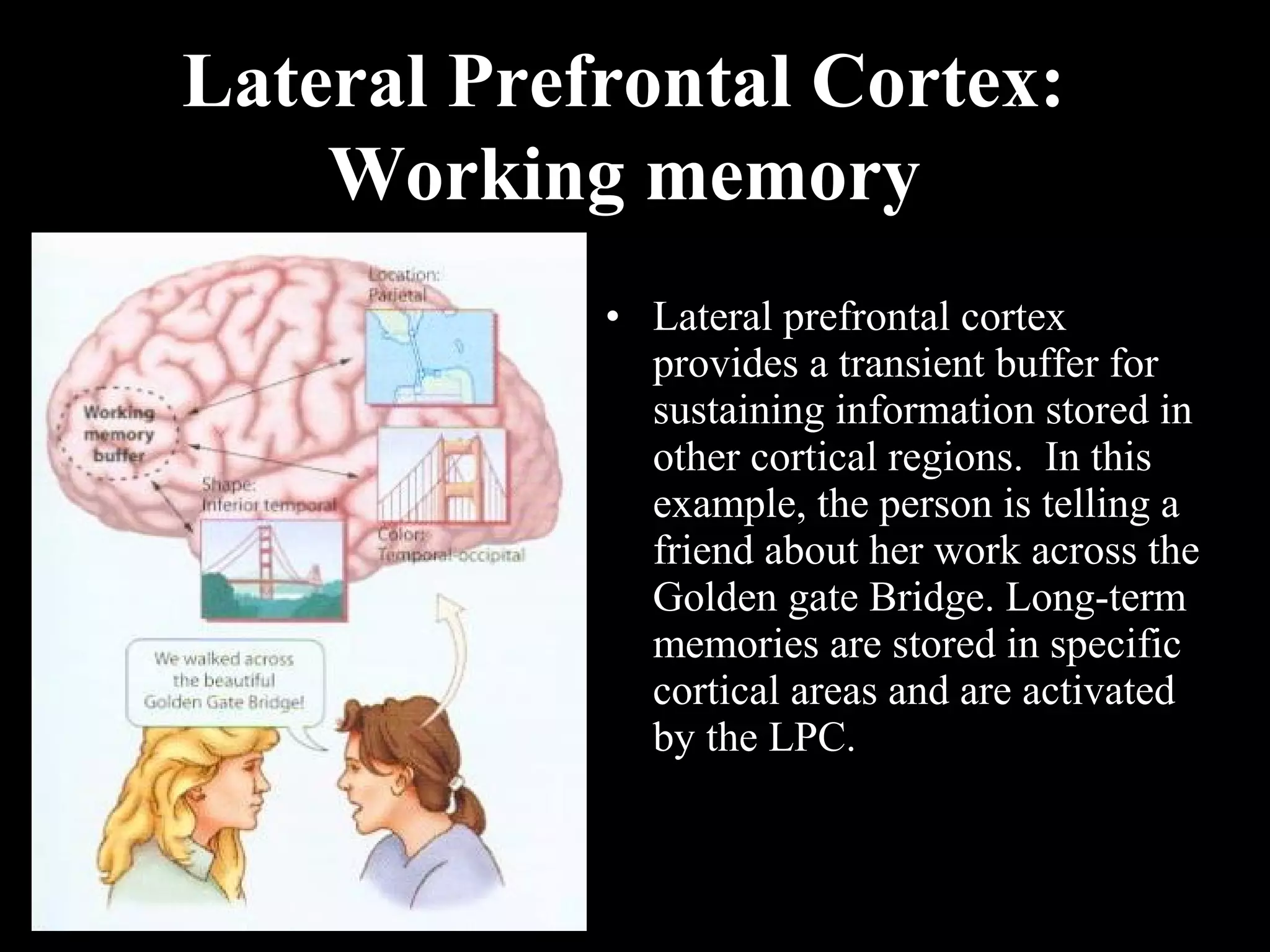 Lateral Prefrontal Cortex: Working memory • Lateral prefrontal cortex provides a transient buffer for sustaining information stored in other cortical regions. In this example, the person is telling a friend about her work across the Golden gate Bridge. Long-term memories are stored in specific cortical areas and are activated by the LPC. 