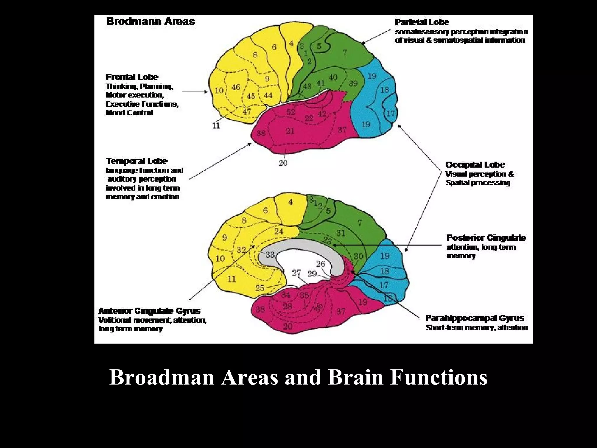 Broadman Areas and Brain Functions 