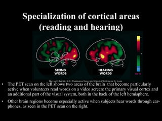 Specialization of cortical areas
(reading and hearing)
• The PET scan on the left shows two areas of the brain that become particularly
active when volunteers read words on a video screen: the primary visual cortex and
an additional part of the visual system, both in the back of the left hemisphere.
• Other brain regions become especially active when subjects hear words through ear-
phones, as seen in the PET scan on the right.
 