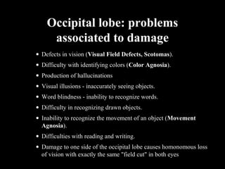Occipital lobe: problems
associated to damage
• Defects in vision (Visual Field Defects, Scotomas).
• Difficulty with identifying colors (Color Agnosia).
• Production of hallucinations
• Visual illusions - inaccurately seeing objects.
• Word blindness - inability to recognize words.
• Difficulty in recognizing drawn objects.
• Inability to recognize the movement of an object (Movement
Agnosia).
• Difficulties with reading and writing.
• Damage to one side of the occipital lobe causes homonomous loss
of vision with exactly the same "field cut" in both eyes
 