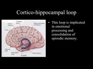 Cortico-hippocampal loop
• This loop is implicated
in emotional
processing and
consolidation of
episodic memory.
 