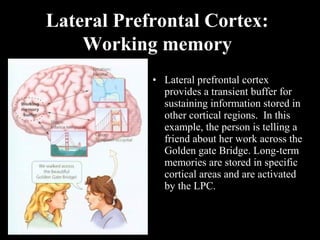Lateral Prefrontal Cortex:
Working memory
• Lateral prefrontal cortex
provides a transient buffer for
sustaining information stored in
other cortical regions. In this
example, the person is telling a
friend about her work across the
Golden gate Bridge. Long-term
memories are stored in specific
cortical areas and are activated
by the LPC.
 